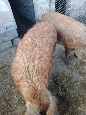 Vând porc gras.                                       - imagine 4