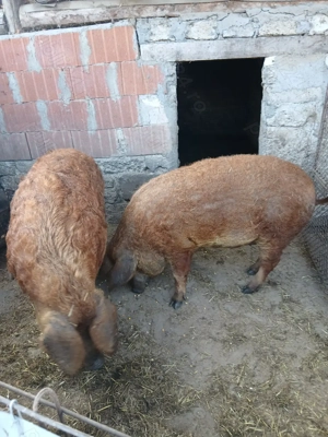 Vând porc gras.                                       - imagine 5