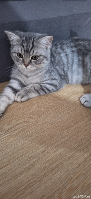 British shorthair tigrisori !