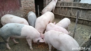 Vând porci 100-270 kg - imagine 3