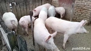 Vând porci 100-270 kg - imagine 5