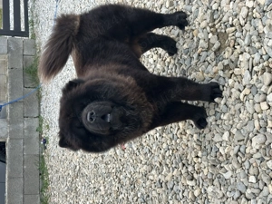 Chow chow mascul - imagine 3