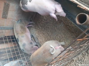 Vând porc 90-110 - imagine 2