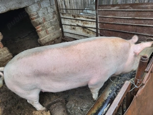 Porc de vânzare preț 2900 lei negociabil  - imagine 3