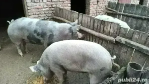 Vând porci 150-270 kg - imagine 2