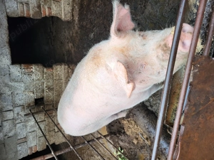 Porc de vânzare preț 2900 lei negociabil  - imagine 2