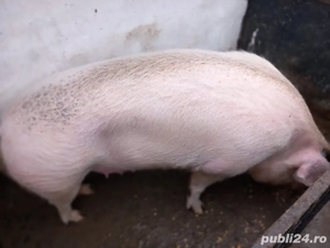 Vand porci  - imagine 2