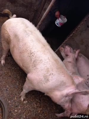 Vand porci  - imagine 5