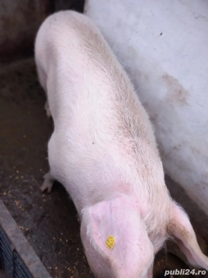 Vand porci  - imagine 4