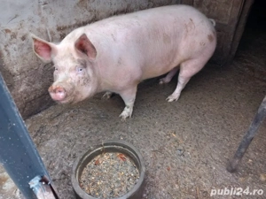 Vand porci  - imagine 3