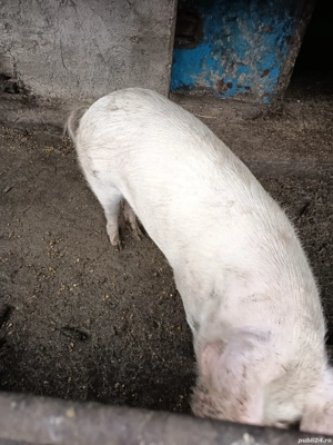 vand porci  - imagine 5