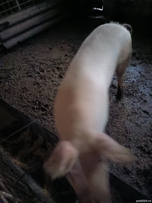 vand porci  - imagine 3