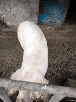 vand porci  - imagine 2