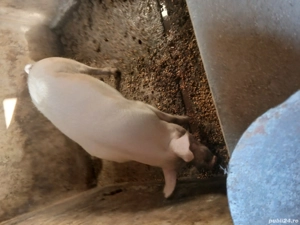 porci pentru sacrificat - imagine 5