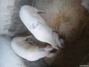porci pentru sacrificat