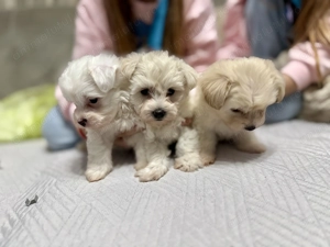 Vând pui de bichon maltez  - imagine 4