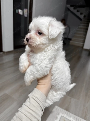 Vând pui de bichon maltez  - imagine 2