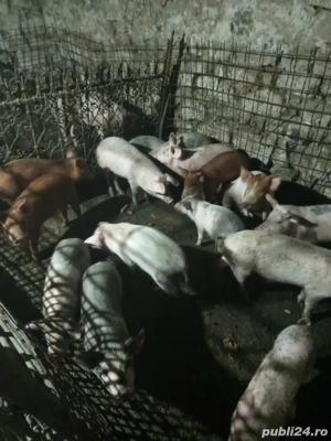 purcei de vanzare  - imagine 3
