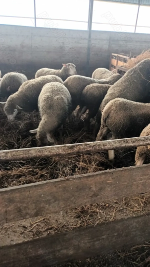 Oi de rasa ile de France - imagine 2