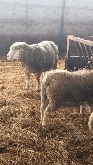 Oi de rasa ile de France