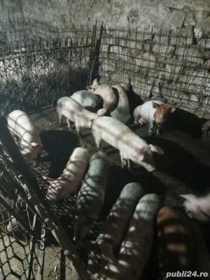 purcei de vanzare  - imagine 4