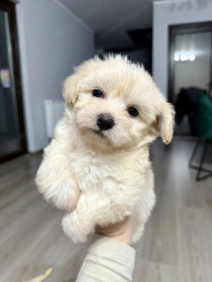 Vând pui de bichon maltez  - imagine 3