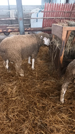 Oi de rasa ile de France - imagine 4