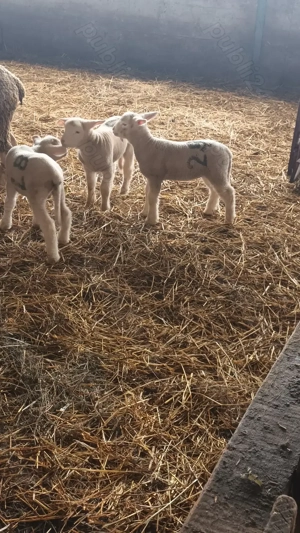 Oi de rasa ile de France - imagine 3