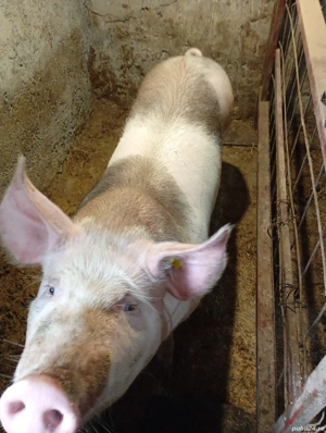 Vand porci - imagine 4