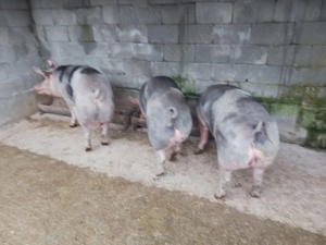 Vând porci pentru sacrificare 