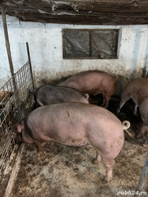 vand porci grasi duroc cu petran - imagine 2