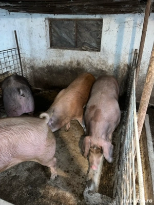 vand porci grasi duroc cu petran - imagine 3