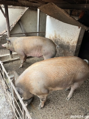 vand porci grasi duroc cu petran - imagine 5