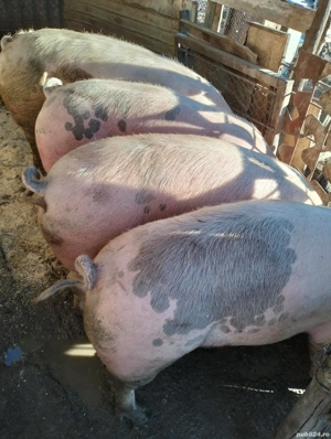 Porci. grasi  pt Crăciun 