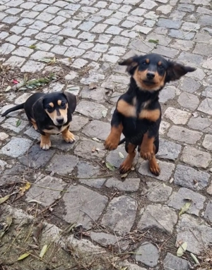 Schimb pereche Teckel cu păr semilung. - imagine 2