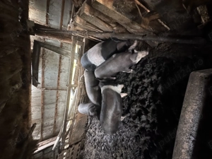 Vand porc pentru craciun! - imagine 2