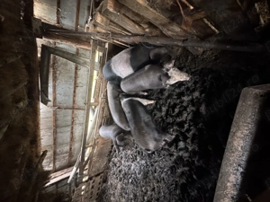 Vand porc pentru craciun!