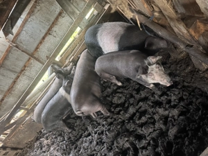 Vand porc pentru craciun! - imagine 4