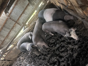 Vand porc pentru craciun! - imagine 3