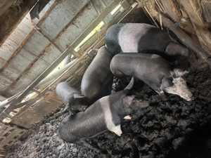 Vand porc pentru craciun! - imagine 5