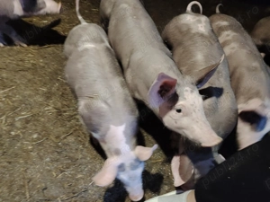 Purcei de vânzare  - imagine 2