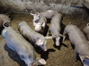 Purcei de vânzare  - imagine 3