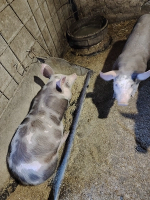 Purcei de vânzare  - imagine 5