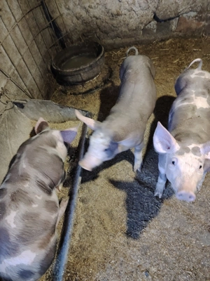 Purcei de vânzare  - imagine 6