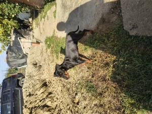 Cățelușă jagdterrier 