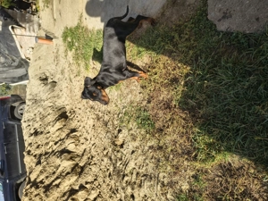 Cățelușă jagdterrier  - imagine 2