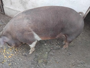 De vânzare porc 