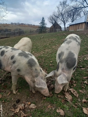 Porci de vanzare - imagine 3