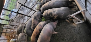 Porci de vanzare 15 kg - imagine 3