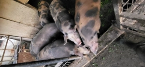 Porci de vanzare 15 kg